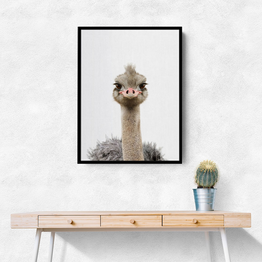 Baby Ostrich