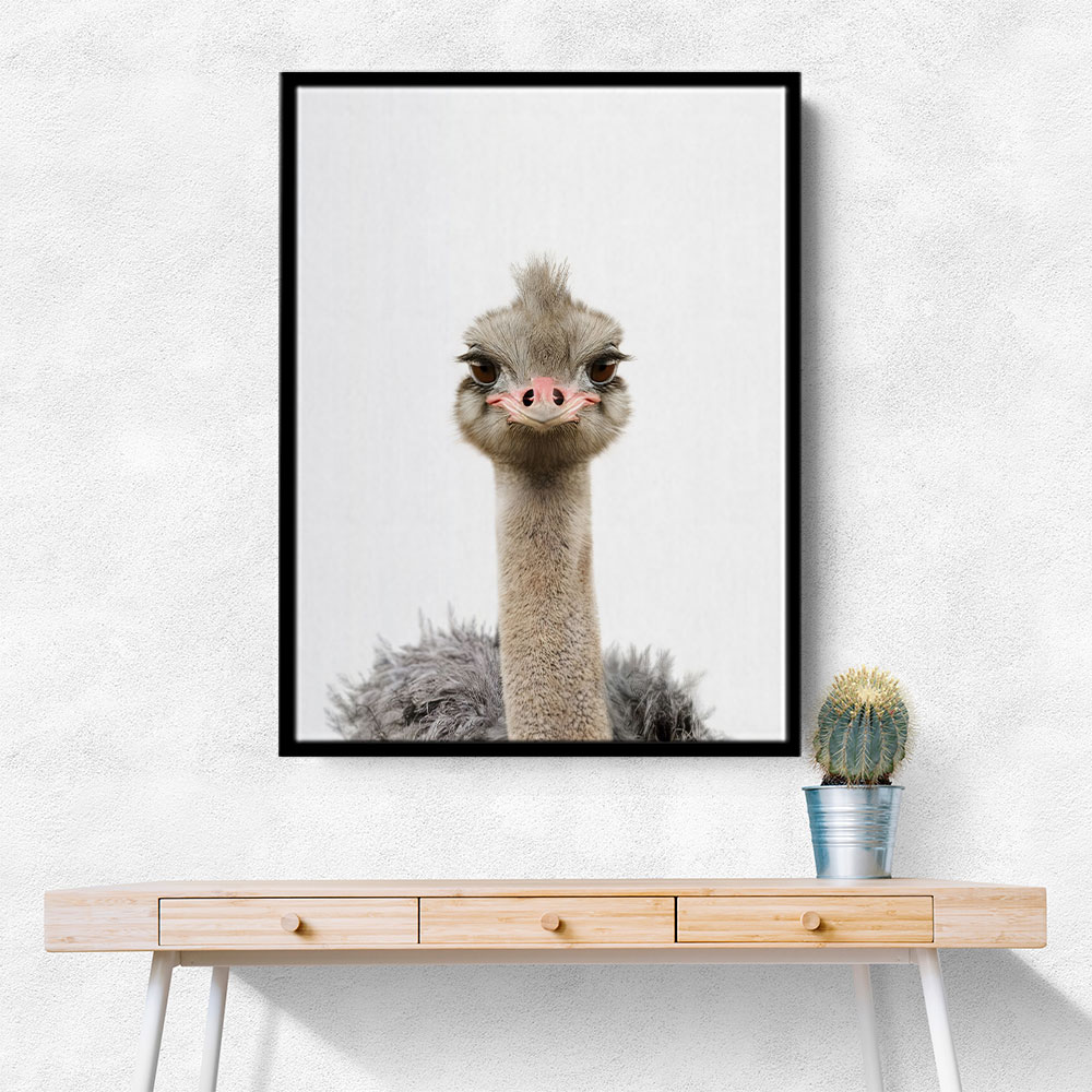 Baby Ostrich Baby Ostrich