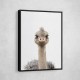 Baby Ostrich