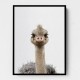 Baby Ostrich Baby Ostrich