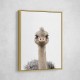 Baby Ostrich Baby Ostrich