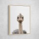 Baby Ostrich Baby Ostrich