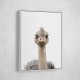 Baby Ostrich Baby Ostrich
