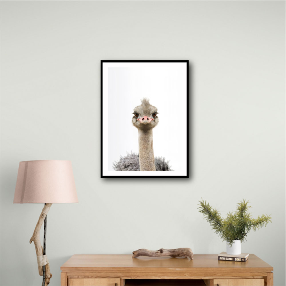 Baby Ostrich