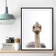 Baby Ostrich Baby Ostrich