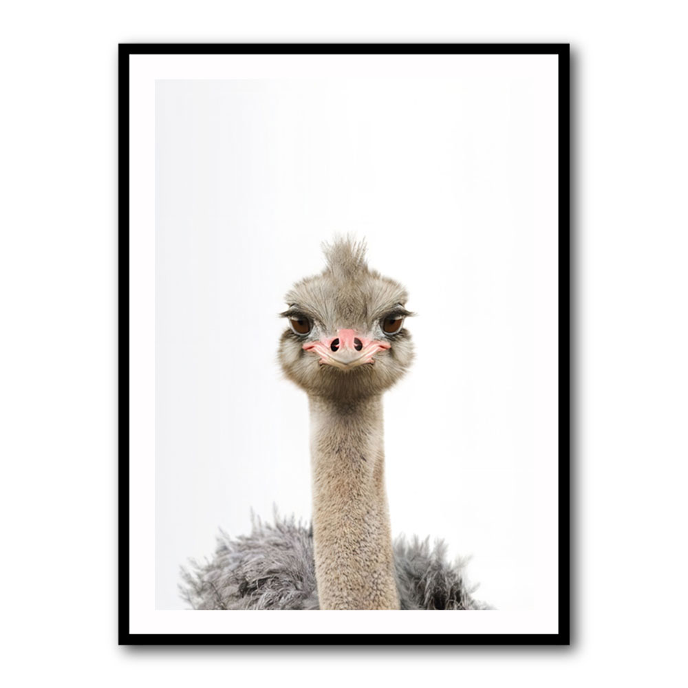 Baby Ostrich Baby Ostrich