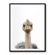 Baby Ostrich