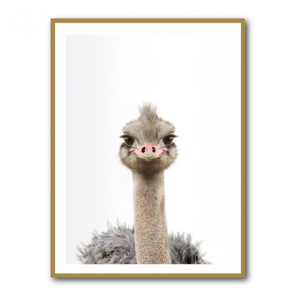 Baby Ostrich Baby Ostrich