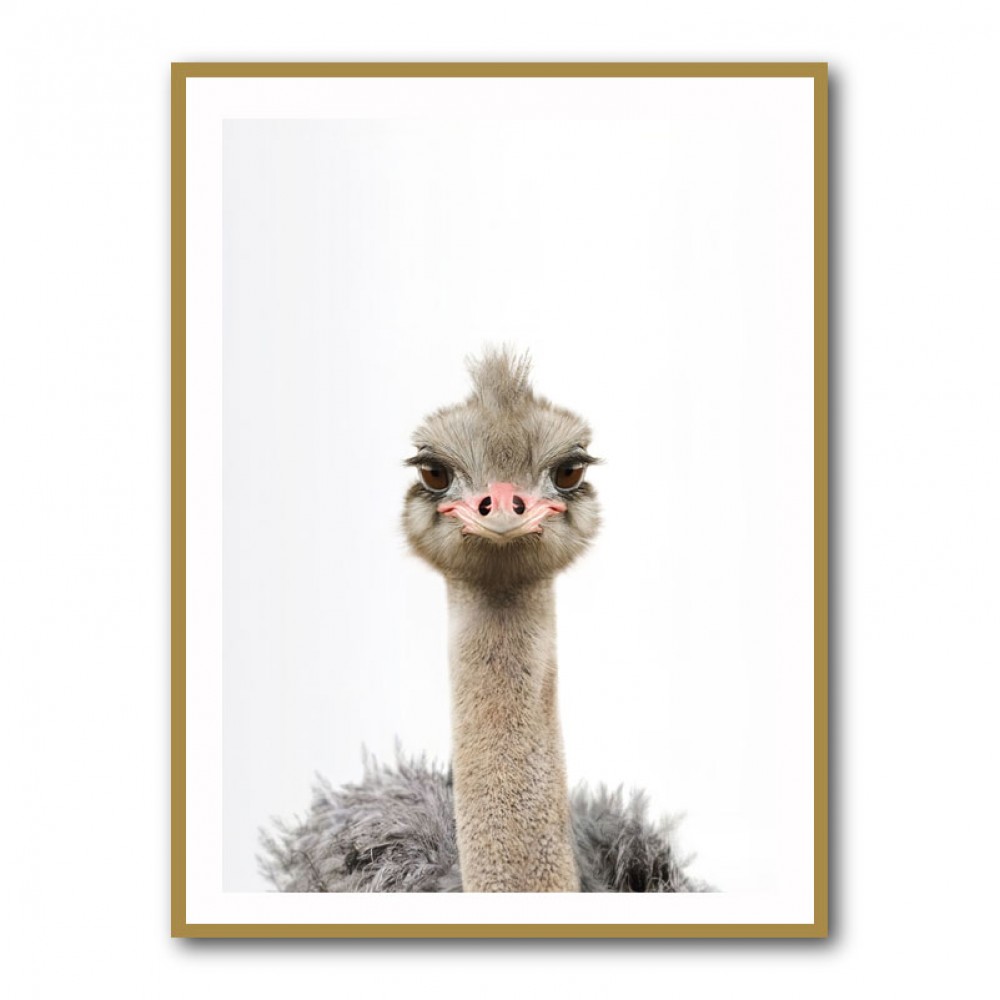 Baby Ostrich