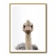 Baby Ostrich Baby Ostrich