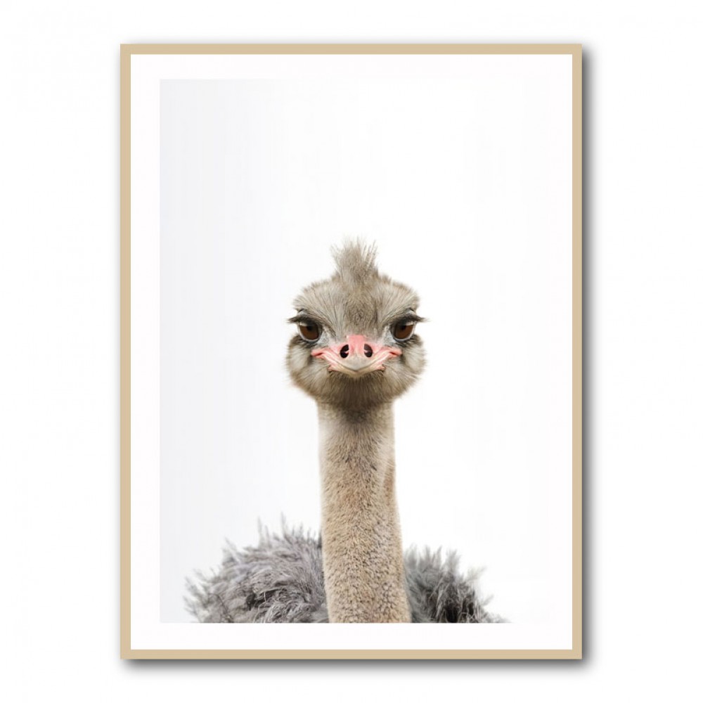 Baby Ostrich Baby Ostrich