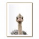 Baby Ostrich Baby Ostrich