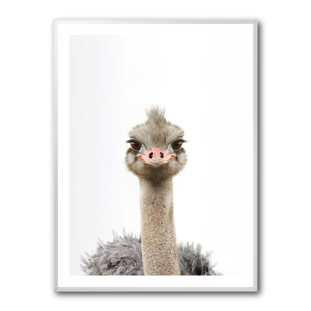 Baby Ostrich Baby Ostrich
