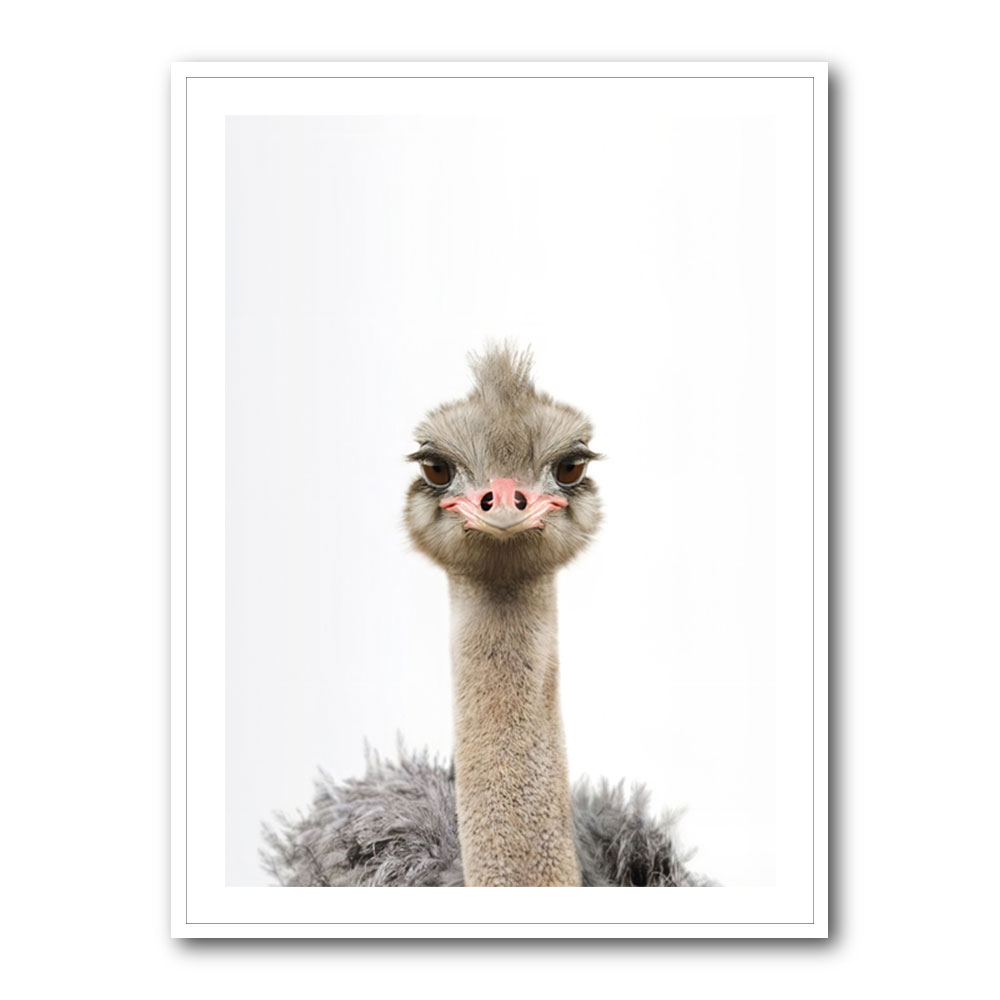 Baby Ostrich Baby Ostrich
