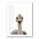 Baby Ostrich Baby Ostrich