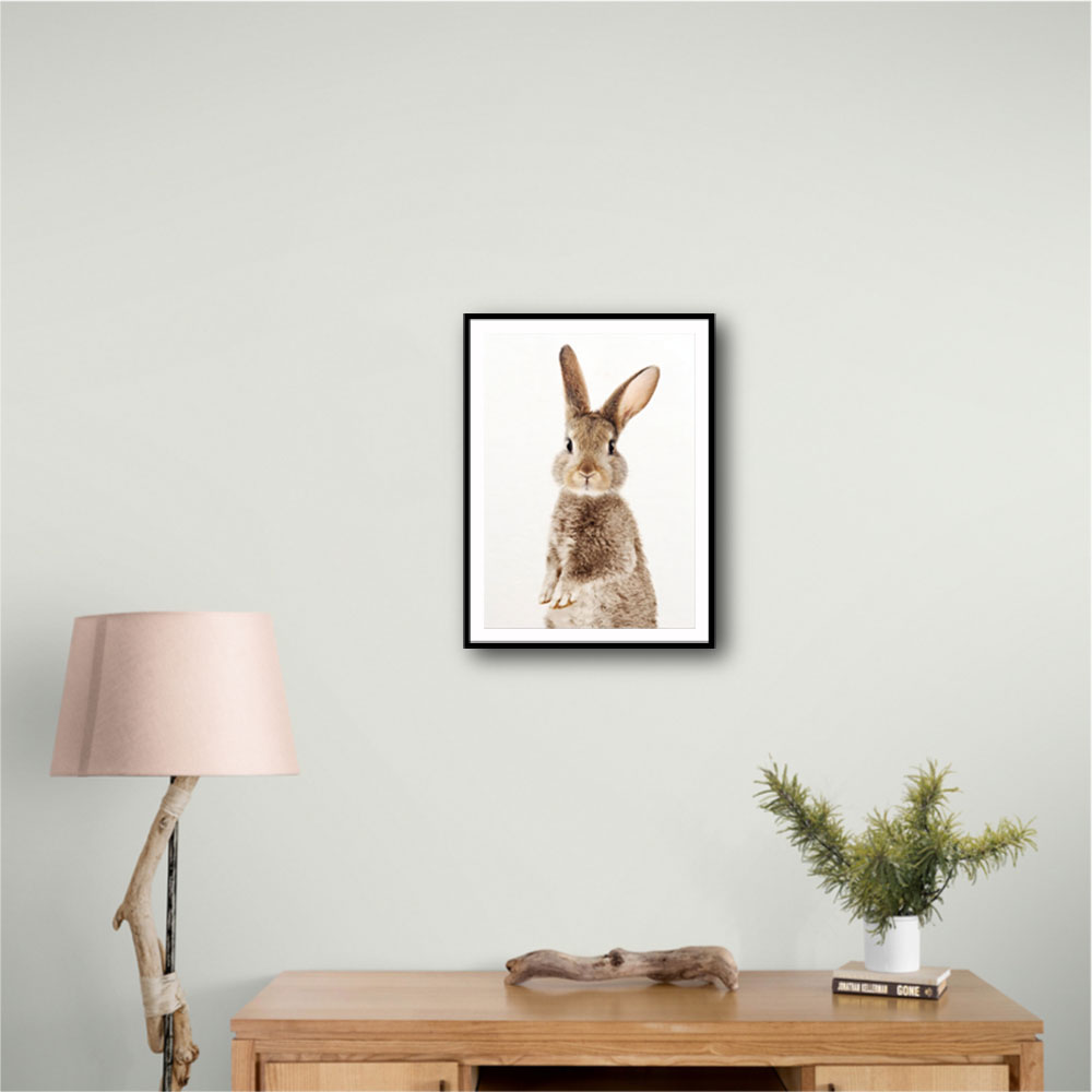Baby Rabbit Baby Rabbit