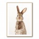 Baby Rabbit Baby Rabbit