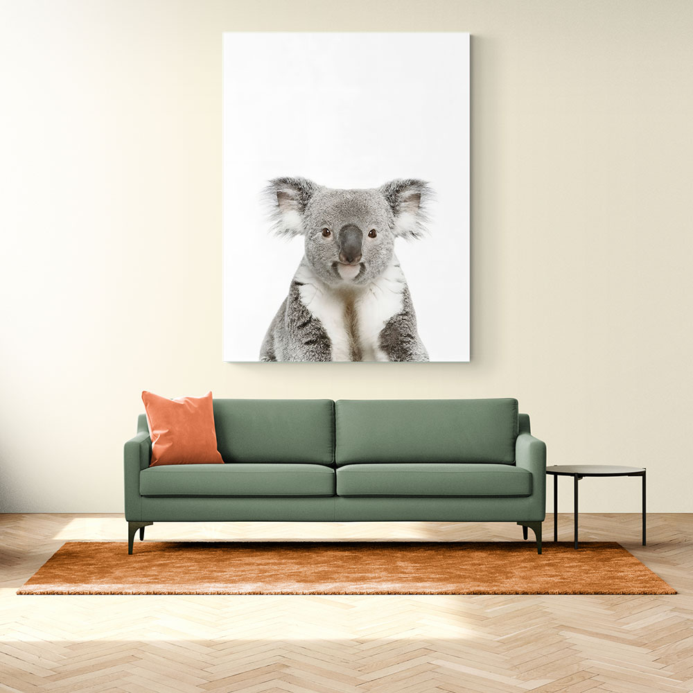 Baby Koala Bear