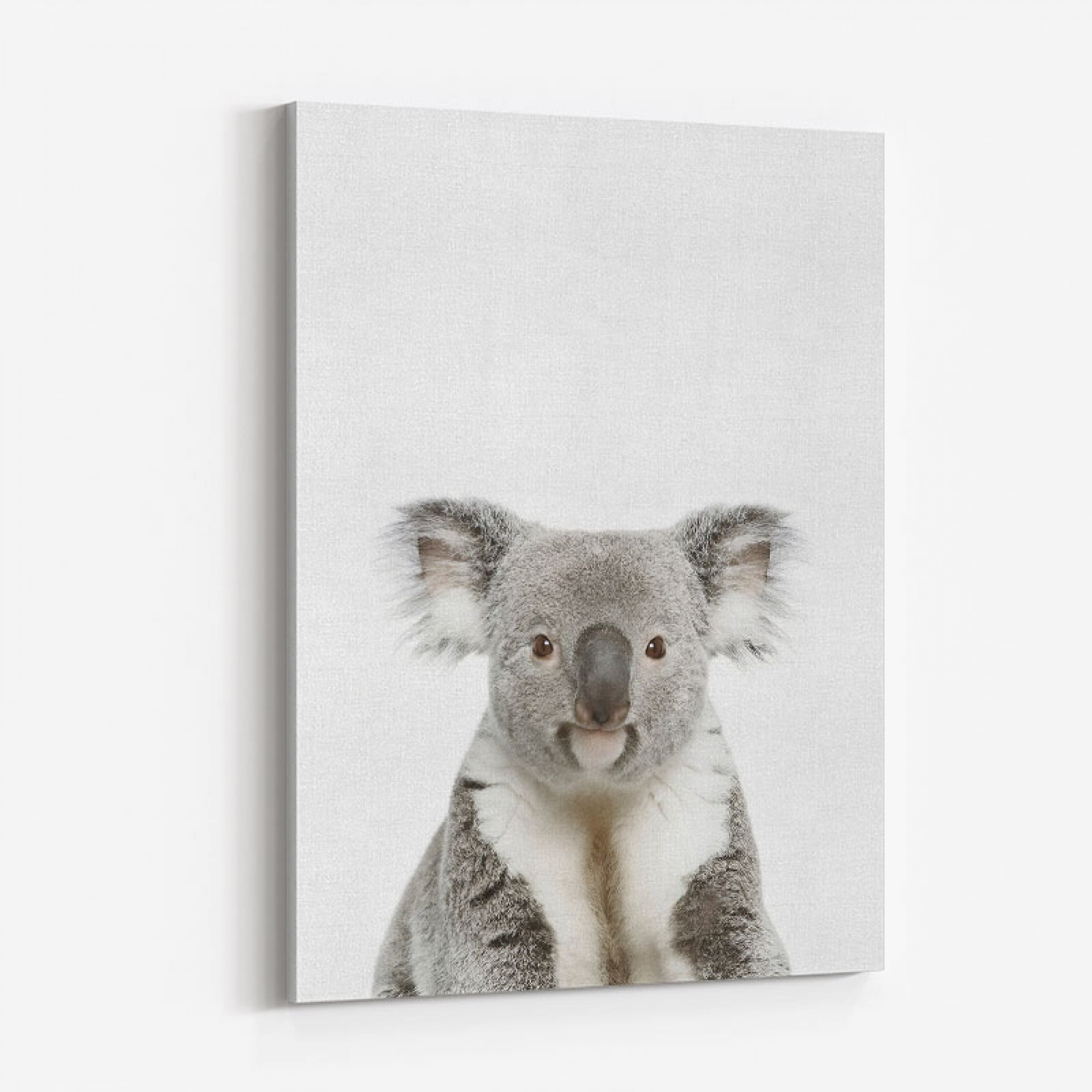Baby Koala Bear Wall Art