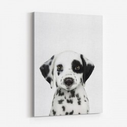 Dalmatian Puppy