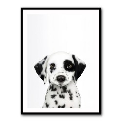 Dalmatian Puppy