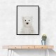 Baby Polar Bear
