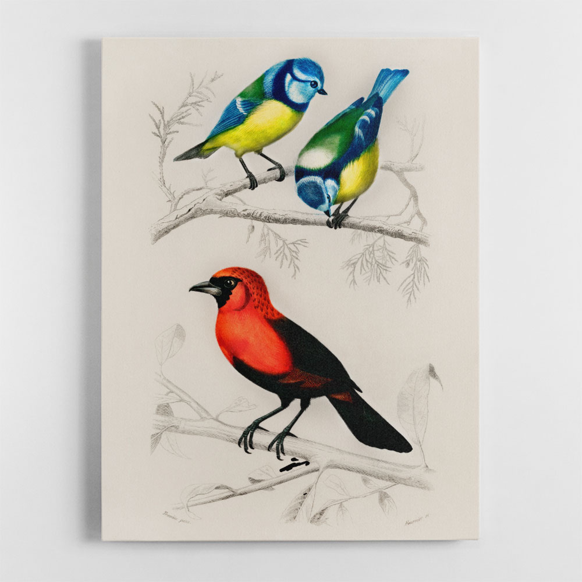 Vintage Birds Wall Art
