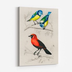 Vintage Birds