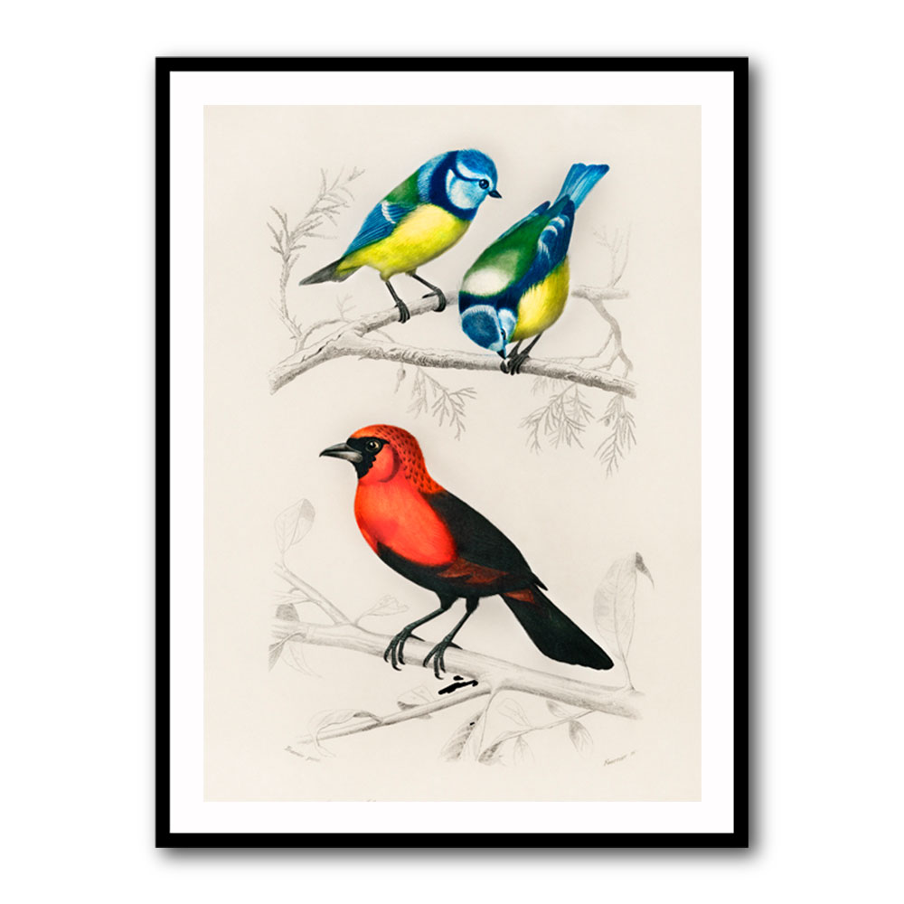 Vintage Birds