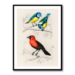 Vintage Birds