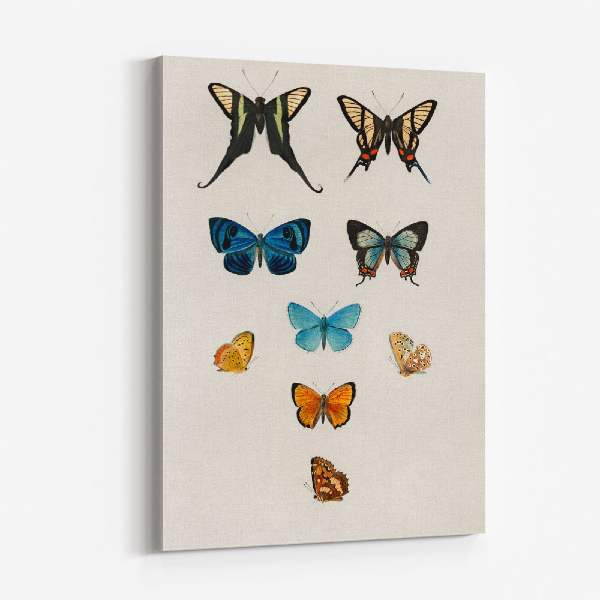 Vintage Butterflies Wall Art