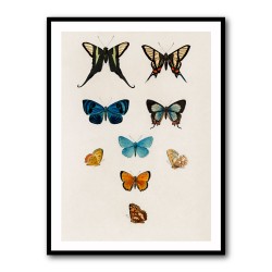 Vintage Butterflies