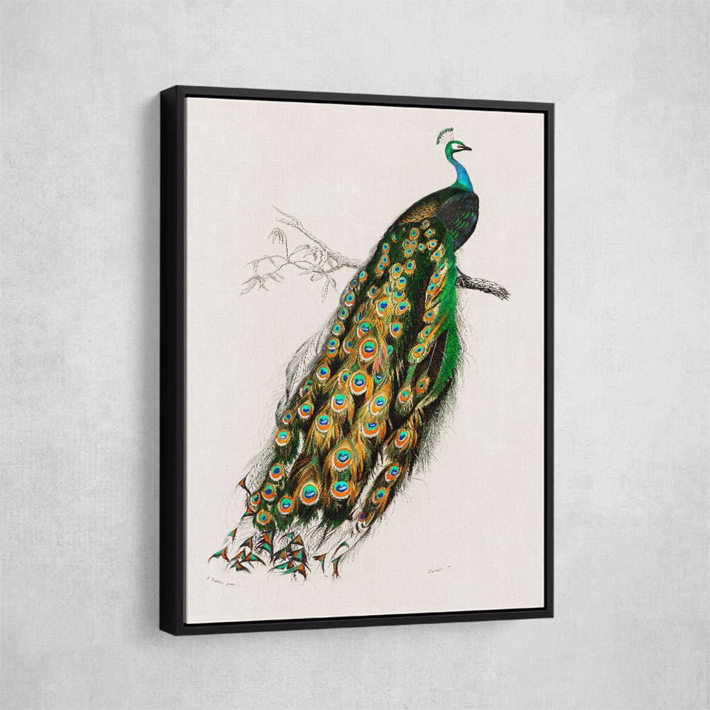 Indian Peafowl