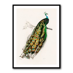 Indian Peafowl