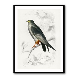 Red Footed Falcon
