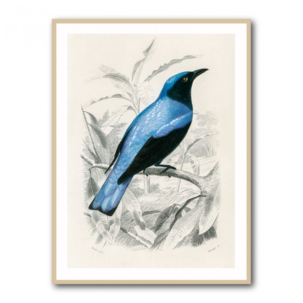 Square Tailed Drongo Square Tailed Drongo