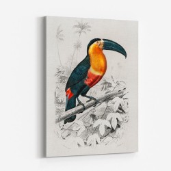 Toucan