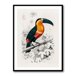 Toucan