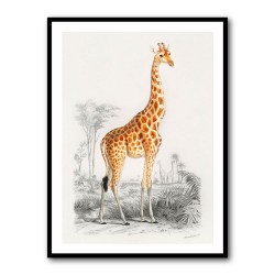 Vintage Giraffe