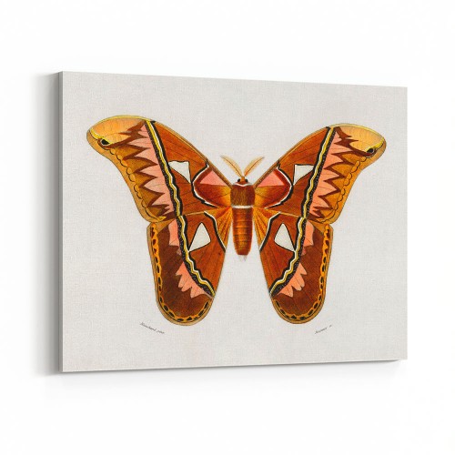 Vintage Animal Wall Art