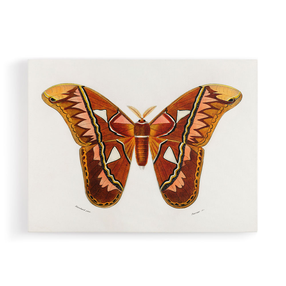 Vintage Attacus Atlas Moth