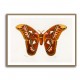 Vintage Attacus Atlas Moth