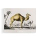 Vintage Camel Vintage Camel