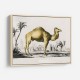 Vintage Camel Vintage Camel