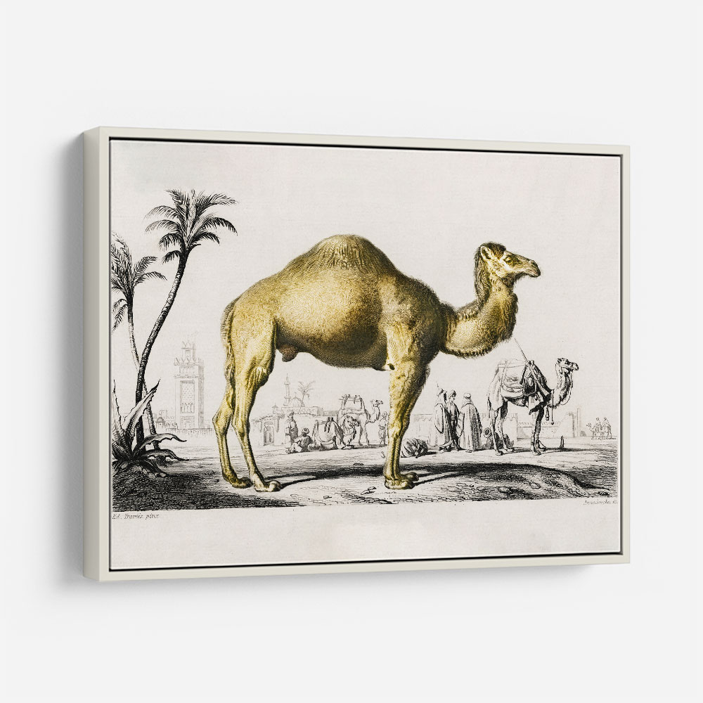 Vintage Camel Vintage Camel