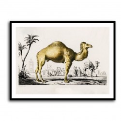Vintage Camel