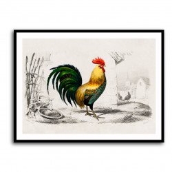 Vintage Cockerel