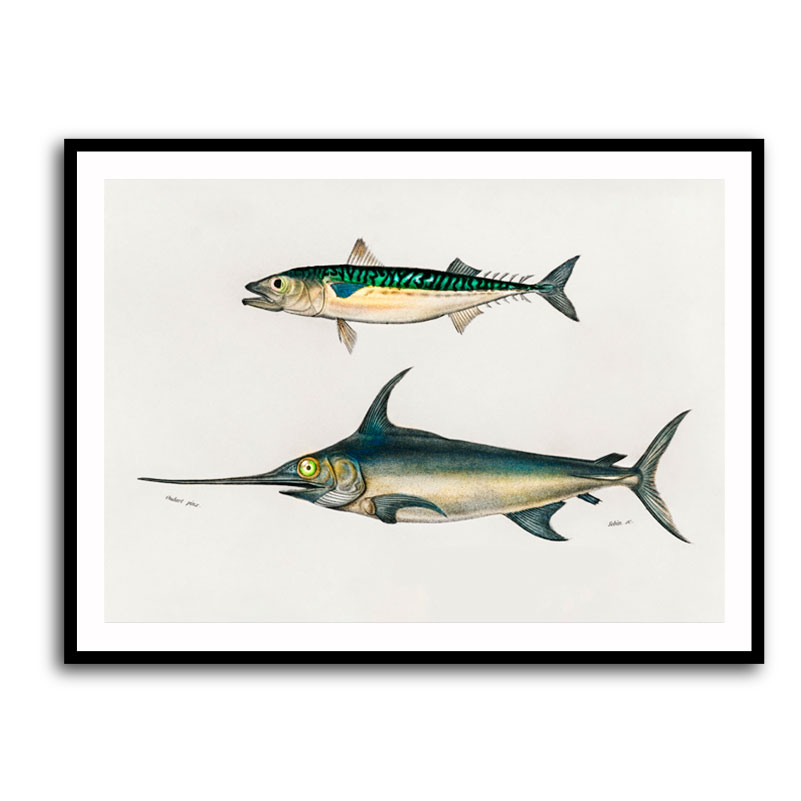 Framed Print 