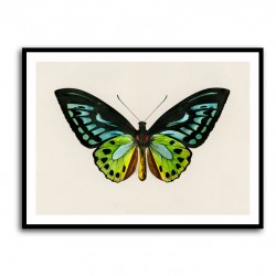 Vintage Green Birdwing