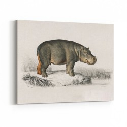 Vintage Hippopotamus